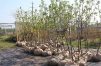 Как проходит высадка деревьев в рамках акции «Посади дерево – спаси город» на левом берегу Днепра (ФОТОРЕПОРТАЖ)