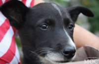 Приют для животных «Друг» просит днепропетровцев помочь едой и «рабочими руками»