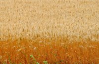 Аграрии Днепропетровщины собрали первый миллион тонн зерна