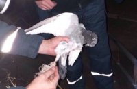 ​В Днепре неравнодушные граждане спасли голубя (ФОТО)