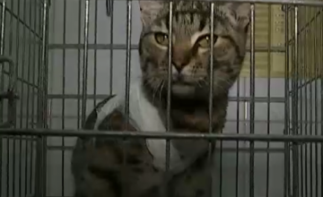 В Киеве мужчину арестовали за зверское издевательство над котом