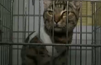 В Киеве мужчину арестовали за зверское издевательство над котом