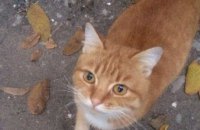 ​Онлайн-база потерянных животных в Днепре: потерялся домашний пес, а голодный рыжий кот ищет дом (ФОТО)