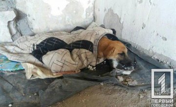 ​На Днепропетровщине сбили щенка и отнесли умирать в гаражи: животное нуждается в помощи