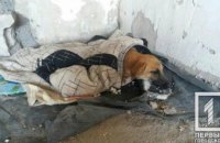 ​На Днепропетровщине сбили щенка и отнесли умирать в гаражи: животное нуждается в помощи