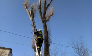 В Днепре кот не мог спуститься с дерева: на помощь пришли спасатели