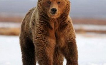 Спустя 100 лет бурые медведи возвращаются в Чернобыль, - ученые