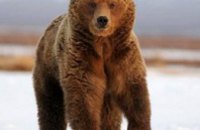 Спустя 100 лет бурые медведи возвращаются в Чернобыль, - ученые