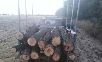 В Юрьевском районе полицейские обнаружили двух мужчин, которые занимались незаконной вырубкой деревьев
