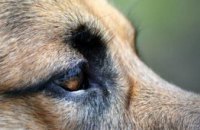 На Днепропетровщине полицейский пес нашел без вести пропавшую бабушку на дне глубокого оврага (ФОТО)