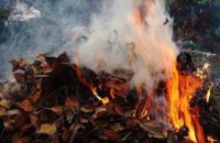 Экологи предупреждают: сжигать листья опасно и вредно