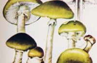 В Днепропетровске смертельных случаев отравления грибами не зафиксировано, - СЭС
