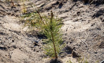 В 2021-м в лесах Днепропетровщины высадили почти 1,1 млн деревьев
