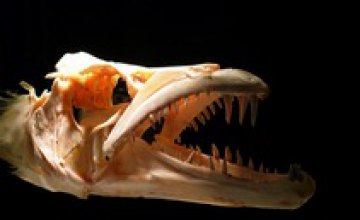 В Перу нашли крокодила, которому более 13 млн лет