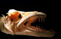 В Перу нашли крокодила, которому более 13 млн лет
