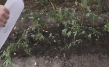 В Днепропетровской области  у местного жителя изъяли более 50  кустов конопли