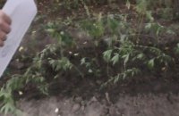 В Днепропетровской области  у местного жителя изъяли более 50  кустов конопли