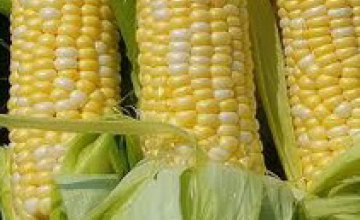 Днепропетровская область собрала рекордное количество кукурузы и подсолнечника