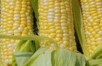 Днепропетровская область собрала рекордное количество кукурузы и подсолнечника