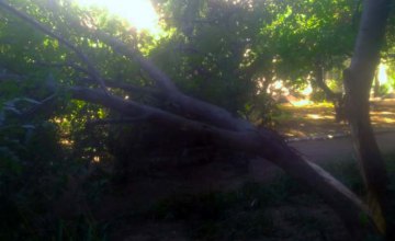 В Покрове 7-метровое аварийное дерево рухнуло на проезжую часть