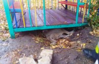 В Днепре собака застряла под железным домиком на территории детского сада (ФОТО) 