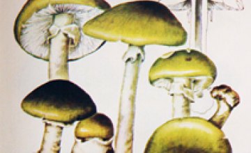 Днепропетровчанка вместе со своими подругами отравились грибами в Херсонской области