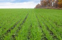 На Дніпропетровщині засіяли 75% полів під озимі зернові  