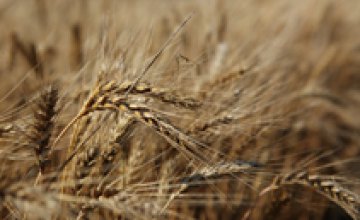 Аграрии Днепропетровщины собрали почти 1,9 млн т ранних зерновых