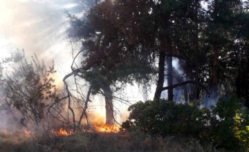 В Петриковском районе произошел масштабный лесной пожар
