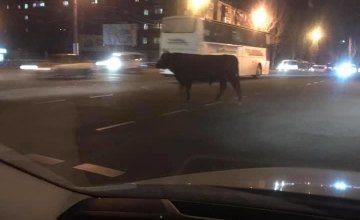 На Днепропетровщине бык на проезжей части испугал водителей (ФОТО)