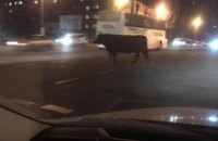 На Днепропетровщине бык на проезжей части испугал водителей (ФОТО)