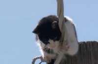 ​В США кот просидел на столбе несколько дней (ВИДЕО)
