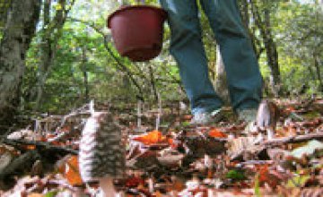 В этом году на Днепропетровщине грибами отравились четверо детей