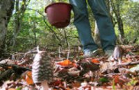 В этом году на Днепропетровщине грибами отравились четверо детей