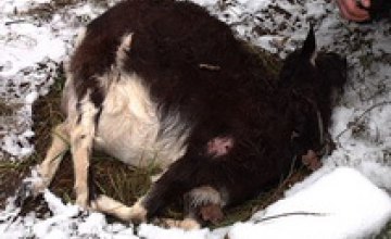 В Черниговской области неизвестное существо убило козу и высосало ее мозг