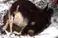 В Черниговской области неизвестное существо убило козу и высосало ее мозг