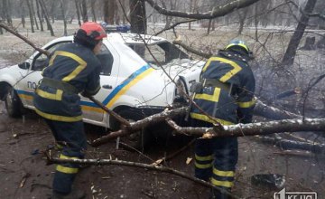 На Днепропетровщине дерево задавило полицейский автомобиль 