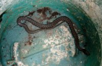 В Днепре около многоэтажки обнаружили метровую змею (ФОТО)