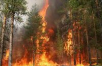 На Днепропетровщине горел хвойный лес
