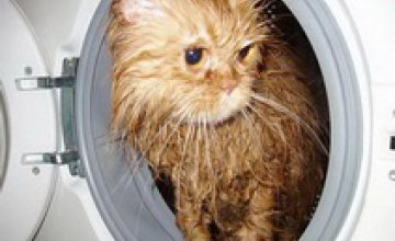 В Днепродзержинске 9-месячный кот выжил после стирки в машинке
