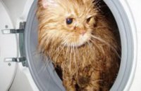 В Днепродзержинске 9-месячный кот выжил после стирки в машинке