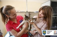 Во Львове провели первый в мире подсчет уличных котов