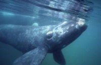 Япония решила возобновить охоту на китов
