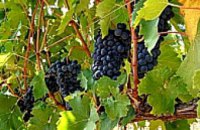 В Крыму пройдет Пятый Всеукраинский Конкурс виноградарей «Золотая Амфора-2009» 