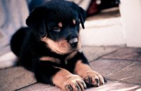 На Днепропетровщине спасли щенка, который упал в колодец (ВИДЕО)