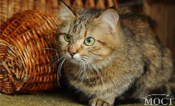 Четыре лапы дня: кошка-аристократ надеется переселиться из приюта в хозяйский дом (ФОТО)