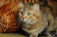 Четыре лапы дня: кошка-аристократ надеется переселиться из приюта в хозяйский дом (ФОТО)