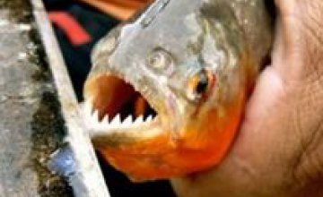 Полсотни аргентинцев искусали хищные рыбы, похожие на пираний