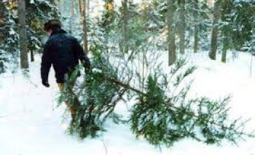 В Днепропетровской области запротоколировано 2 случая браконьерской вырубки елок