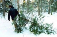 В Днепропетровской области запротоколировано 2 случая браконьерской вырубки елок
